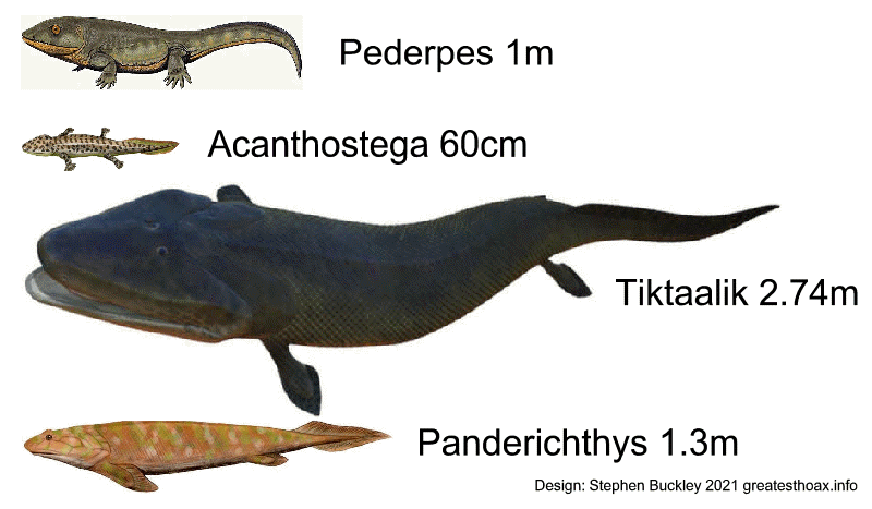 Panderichthys, Tiktaalik, Acanthostega, and Pederpes. Does this really look like Evolution?