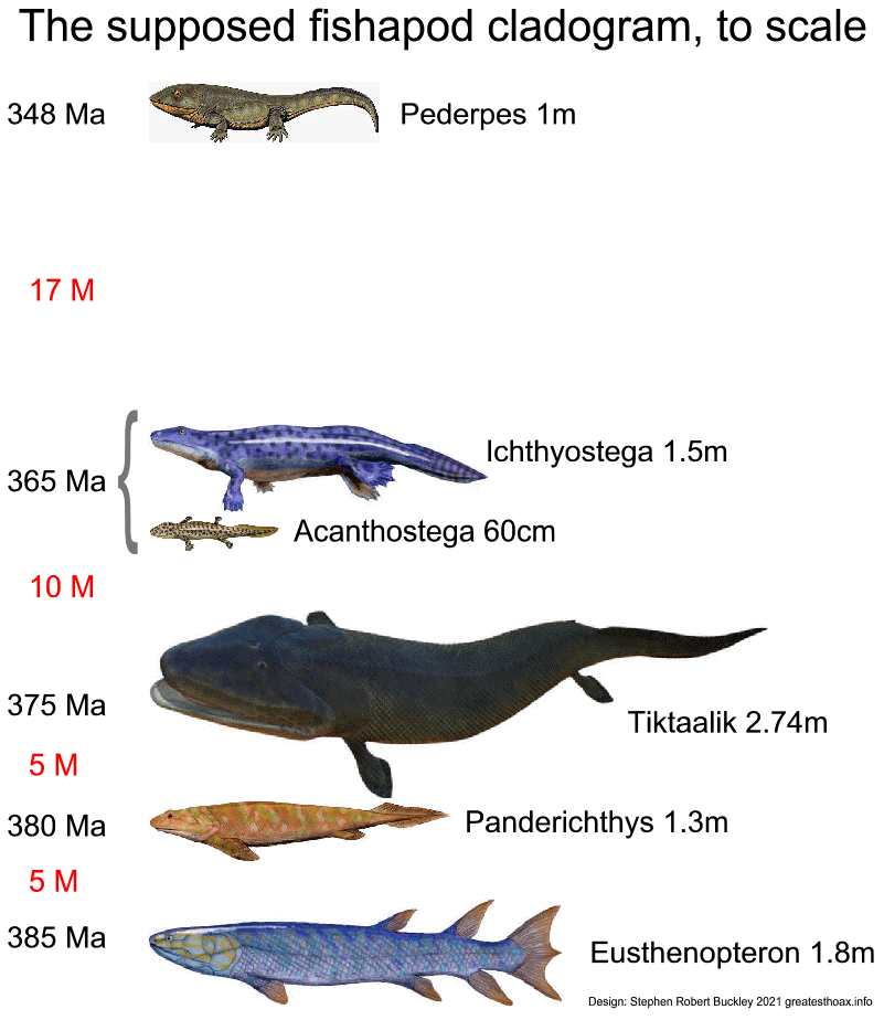 Image:Same cladogram of the evolution of tetrapods showing some of the best-known transitional fossils. But this time scaled with size and time!