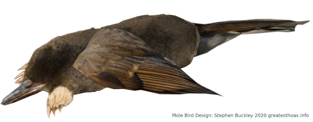 Image:Mole-Bird