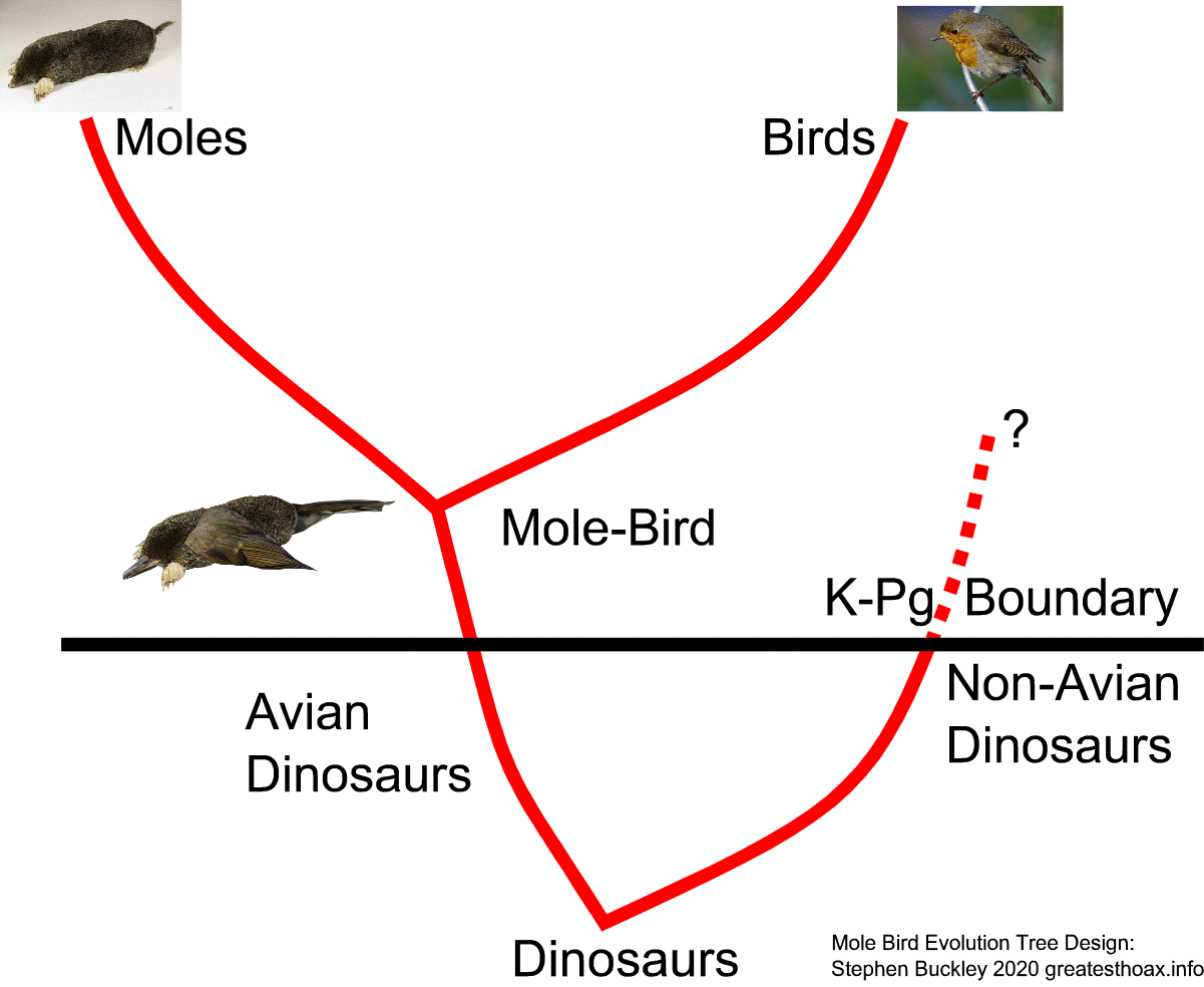 Image:Evolution tree for the Mole-Bird